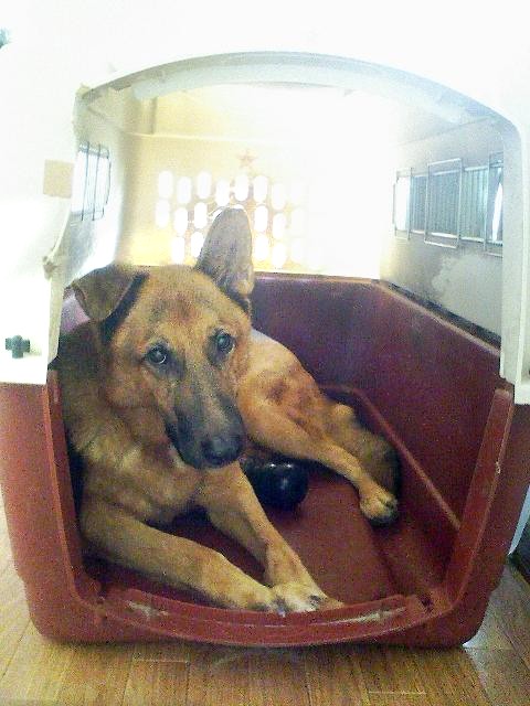 バリケンレッド